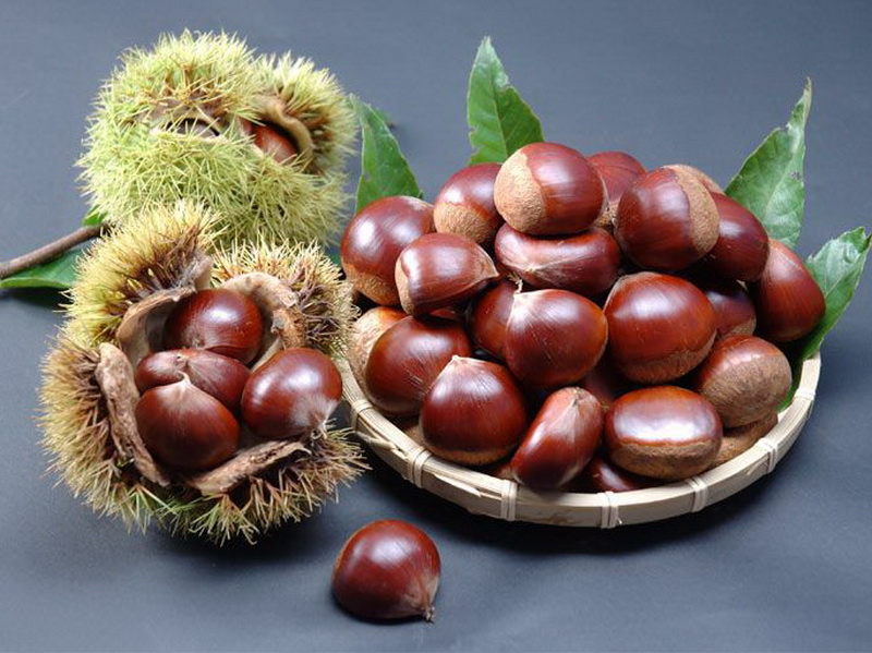 ky-su-lam-viec-tai-nhat-ban-esuhai hạt dẻ 1