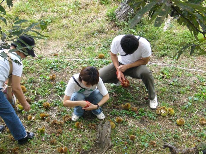 ky-su-lam-viec-tai-nhat-ban-esuhai hạt dẻ 1