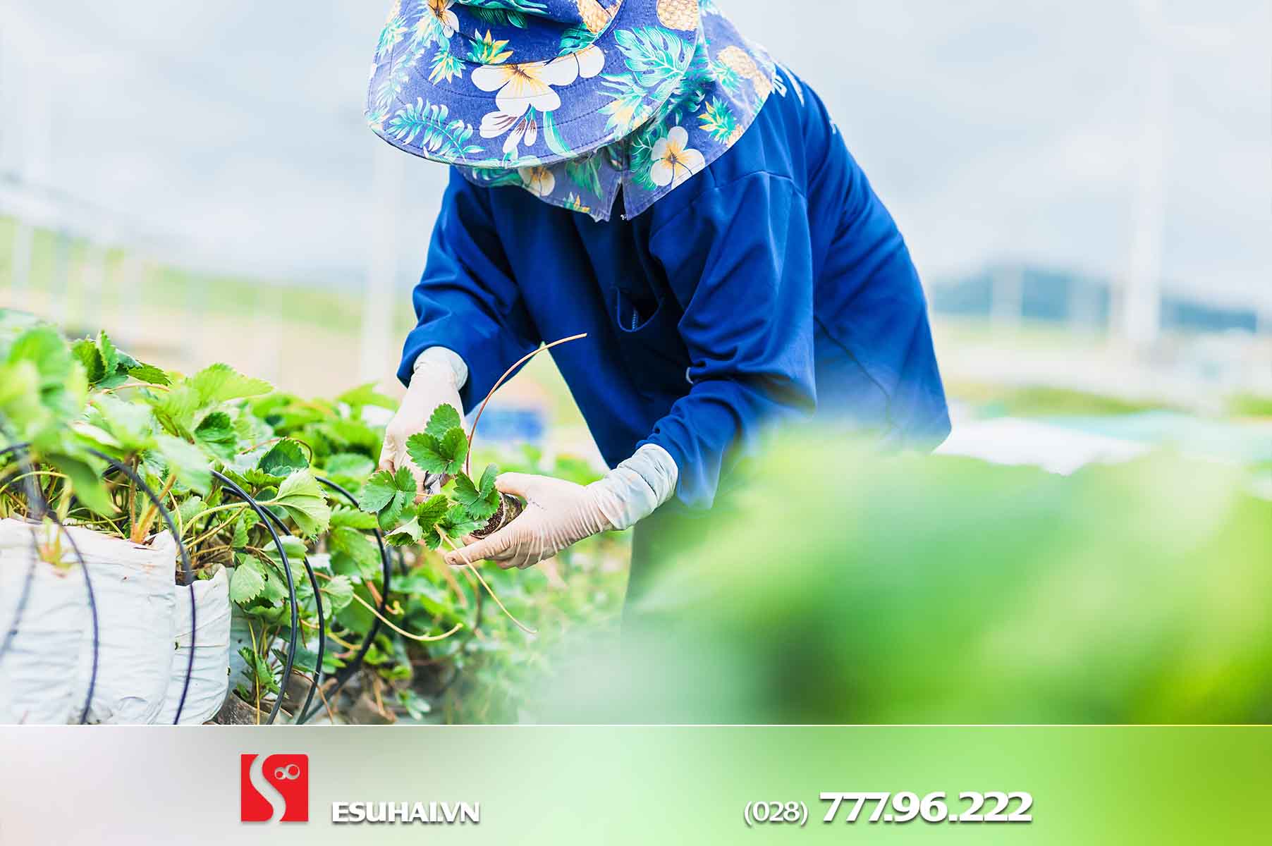 Điều kiện tham gia đơn tuyển Nông nghiệp tại Nhật