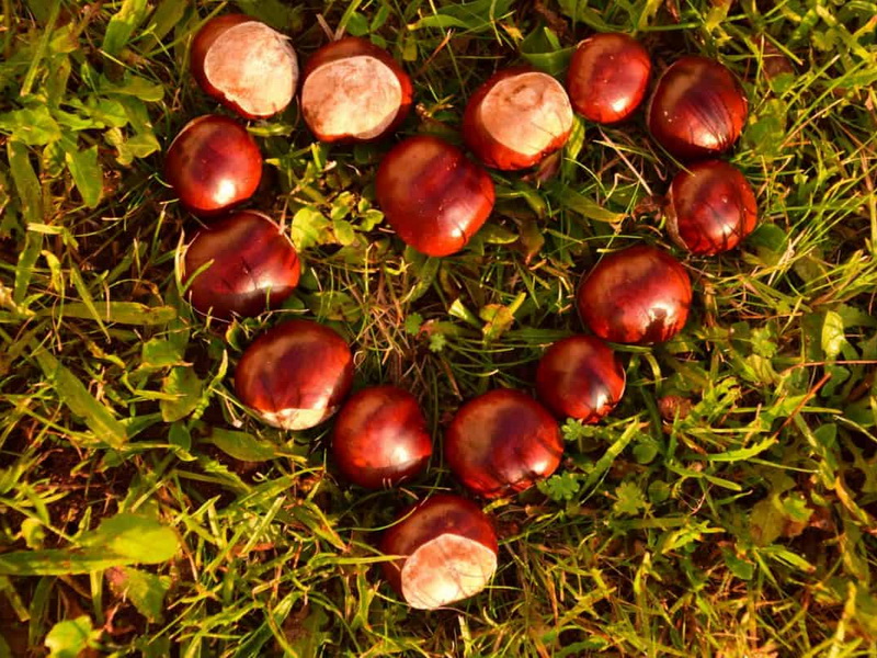 ky-su-lam-viec-tai-nhat-ban-esuhai-1
