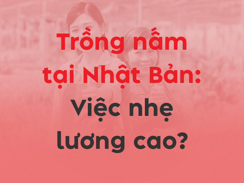 Trồng nấm tại Nhật 2026: Việc nhẹ lương cao hay lời đồn?